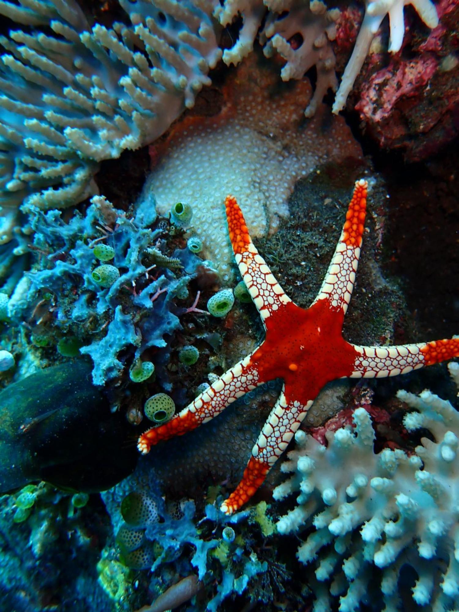 Palm Springs Bali Dive Resort Tulamben Exterior foto